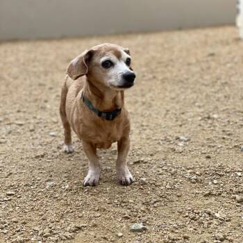 Mixed Breed Dogs Available for Adoption - Sassy | PetCurious