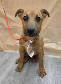 Jack Russell Terrier and Feist Dogs Available for Adoption in Attalla, Alabama - Po | PetCurious