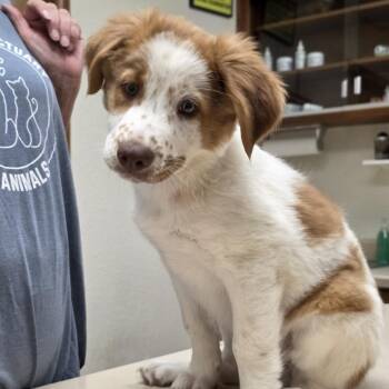 Cali -  English Springer Spaniel and Mixed Breed Dog for Adoption in Midland, Texas - Cali | PetCurious