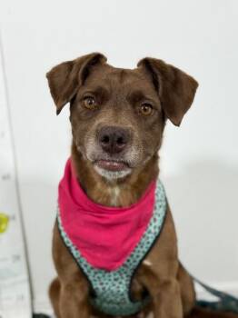 Cocoa-One of our Amazing Rescue Dogs -  Labrador Retriever and Mixed Breed Dog for Adoption in Carlsbad, California - Cocoa-One Of Our Amazing Rescue Dogs | PetCurious