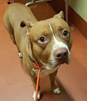 Buford -  Mixed Breed Dog Available for Adoption in Douglasville, Georgia - Buford | PetCurious