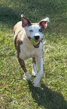 Rescue Terrier Dogs for Adoption in Boiling Springs, Pennsylvania - Spirit | PetCurious