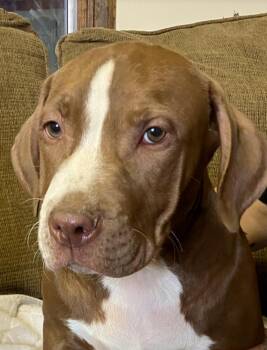 Pit Bull Terrier Dogs Available for Adoption in Boone, Colorado - Sherman | PetCurious