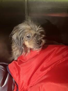 Rescue Mixed Breed Dogs for Adoption in Dallas, Texas - BOISE | PetCurious