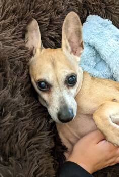 Peanut 2 -  Chihuahua Dog for Adoption in Worcester, Massachusetts - Peanut 2 | PetCurious