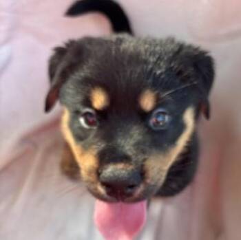 Queen -  German Shepherd Dog and Labrador Retriever Dog for Adoption in Liverpool, Texas - Queen | PetCurious