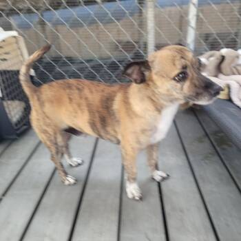 Rescue Chihuahua Dogs for Adoption in San Pablo, California - Mitch | PetCurious