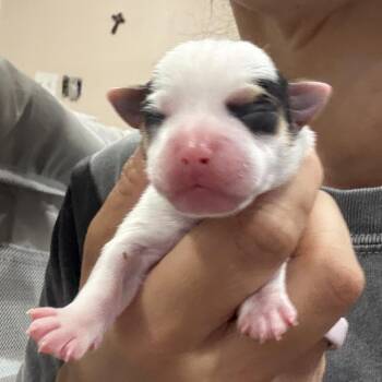 Boca Chica -  Chihuahua Dog for Adoption in Park Row, Texas - Boca Chica | PetCurious