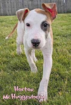 Pit Bull Terrier and Mixed Breed Dogs Available for Adoption in Mason, Michigan - Horton McHuggenheim | PetCurious