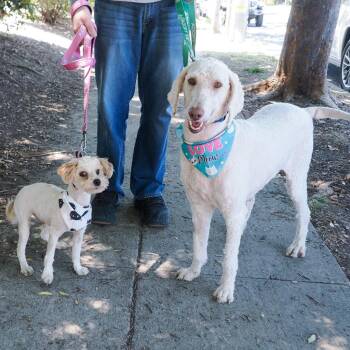 Standard Poodle Dogs Available for Adoption in Richmond, California - REMY | PetCurious