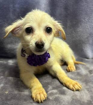 Rescue Terrier and Chihuahua Dogs for Adoption in Lodi, California - Harper | PetCurious