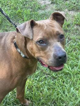 Paisley -  Terrier Dog for Adoption in Alexandria, Louisiana - Paisley | PetCurious