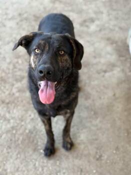 BRUCE -  German Shepherd Dog and Mixed Breed Dog for Adoption in Riverside, California - BRUCE | PetCurious