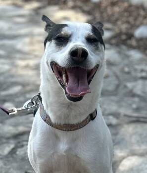 Rescue Husky and Labrador Retriever Dogs for Adoption in New Braunfels, Texas - Mocha | PetCurious