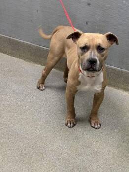 Pit Bull Terrier Dogs Available for Adoption - JAYLYN | PetCurious