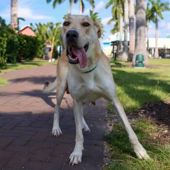 Eloise -  Great Dane and Mixed Breed Dog for Adoption in Bradenton, Florida - Eloise | PetCurious