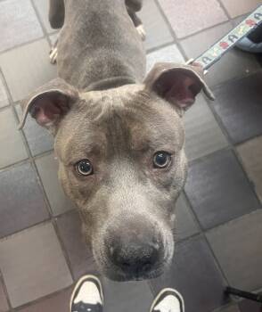 Rescue Mixed Breed Dogs for Adoption in New York, New York - Maxie Waxie | PetCurious