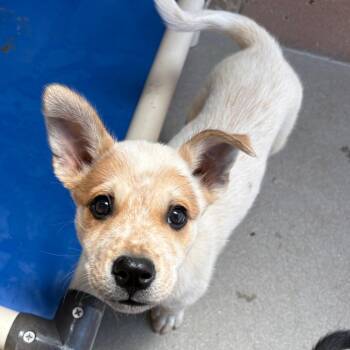 Tilly -  Cattle Dog and Mixed Breed Dog for Adoption in Goleta, California - Tilly | PetCurious