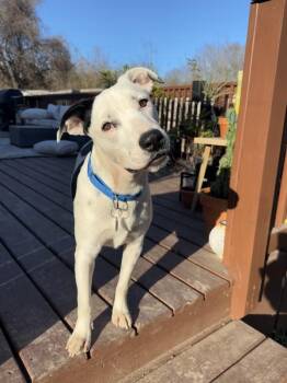 Pit Bull Terrier Dogs Available for Adoption - Pat | PetCurious