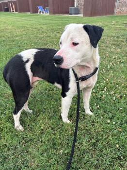 Whisper -  American Staffordshire Terrier Dog for Adoption in Clarksville, Tennessee - Whisper | PetCurious