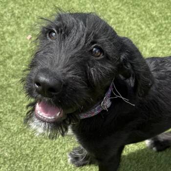 Cecil -  Great Pyrenees and Terrier Dog for Adoption in Auburn, Nebraska - Cecil | PetCurious