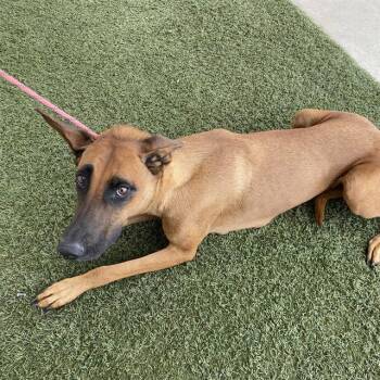 MABLE -  Belgian Shepherd Malinois and Mixed Breed Dog for Adoption in Modesto, California - MABLE | PetCurious