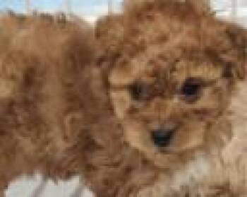 Cavapoo Dogs Available for Adoption - #255 Curly | PetCurious