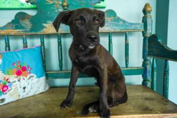 Labrador Retriever and Mixed Breed Dogs Available for Adoption in San Antonio, Texas - Zach | PetCurious