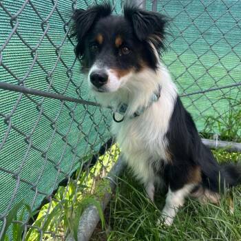 Hannahbell -  Australian Shepherd Dog for Adoption in Harrisonburg, Virginia - Hannahbell | PetCurious