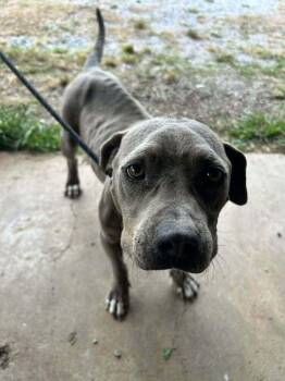 Mixed Breed Dogs Available for Adoption in Scott, Louisiana - Jamie | PetCurious