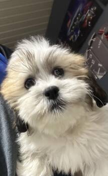 Barry. 6 lbs -  Lhasa Apso Dog for Adoption in Antwerp, Ohio - Barry. 6 Lbs | PetCurious