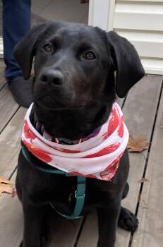 Rescue Labrador Retriever Dogs for Adoption in Warrington, Pennsylvania - Poppy | PetCurious