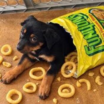 Funyun -  Mixed Breed Dog for Adoption in Green Valley, Arizona - Funyun | PetCurious