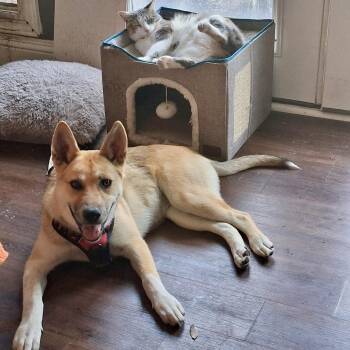 Rescue Carolina Dog and Jindo Dogs for Adoption in Baytown, Texas - Chrissy | PetCurious