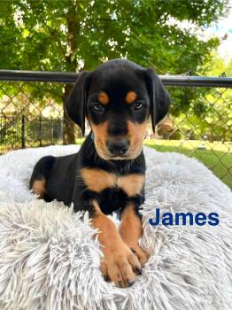 JAMES -  Doberman Pinscher and Catahoula Leopard Dog Dog for Adoption in Madisonville, Louisiana - JAMES | PetCurious