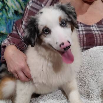 Rescue Australian Shepherd Dogs for Adoption in Ada, Minnesota - Boopette | PetCurious