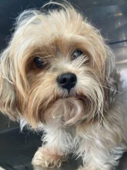 Horace~FOSTER or FOSTER TO ADOPT NEEDED~ -  Havanese Dog for Adoption in Minneapolis, Minnesota - Horace~FOSTER Or FOSTER TO ADOPT NEEDED~ | PetCurious
