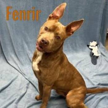 Rescue Mixed Breed Dogs for Adoption in Pleasantville, New Jersey - Fenrir | PetCurious
