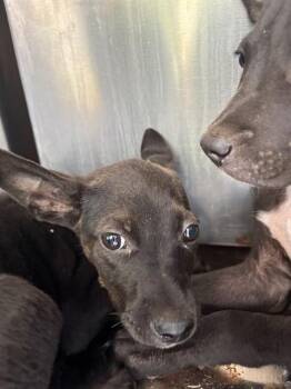 A478360 -  German Shepherd Dog and Mixed Breed Dog for Adoption in Oklahoma City, Oklahoma - A478360 | PetCurious