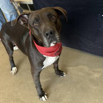 Kratos -  Mixed Breed Dog for Adoption in New York, New York - Kratos | PetCurious