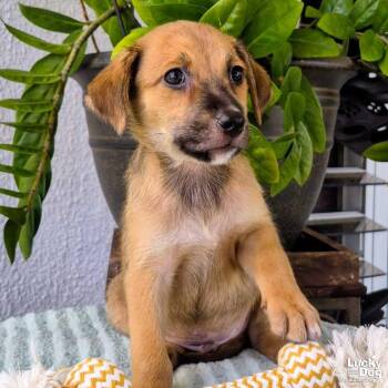 Oslo -  Dachshund Dog for Adoption in Washington, District Of Columbia - Oslo | PetCurious
