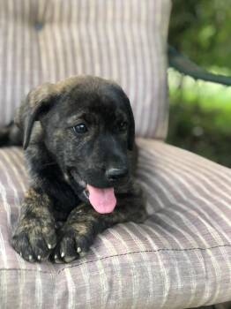 Rescue Fila Brasileiro and Black Labrador Retriever Dogs for Adoption in Campton, Kentucky - Brandy | PetCurious