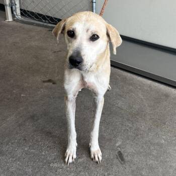 108981 -  Mixed Breed Dog for Adoption in Las Cruces, New Mexico - 108981 | PetCurious