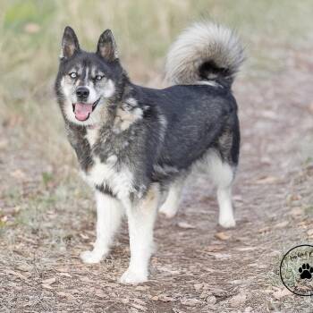Pepsi -  Husky Dog for Adoption in Abilene, Texas - Pepsi | PetCurious
