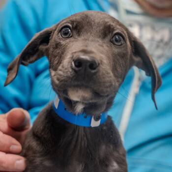Rescue Hound and Labrador Retriever Dogs for Adoption in Pawling, New York - Norman | PetCurious