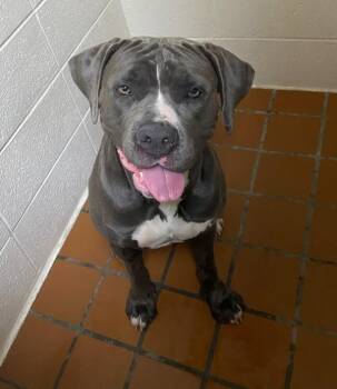 American Bully and Cane Corso Dogs Available for Adoption in Novato, California - Miss Honey | PetCurious