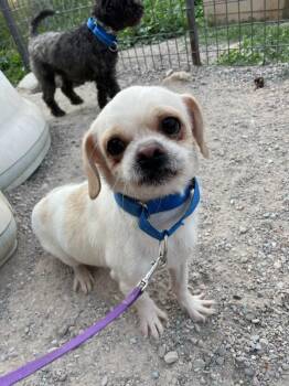 Sprout -  Pug Dog for Adoption in Polson, Montana - Sprout | PetCurious