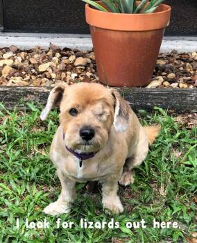 Rescue Yorkshire Terrier and Pekingese Dogs for Adoption in Lake City, Florida - Petey | PetCurious
