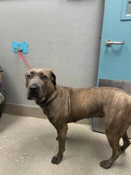 STONE -  Cane Corso Dog for Adoption in Las Vegas, Nevada - STONE | PetCurious