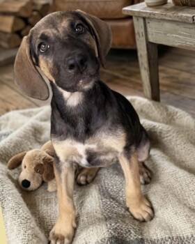AAD New Arrival!  Rex - 26146 -  Hound and Bloodhound Dog for Adoption in Armonk, New York - AAD New Arrival!  Rex - 26146 | PetCurious